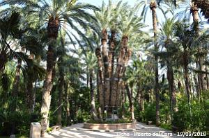 19 ELCHE HUERTO DEL CURA (131)